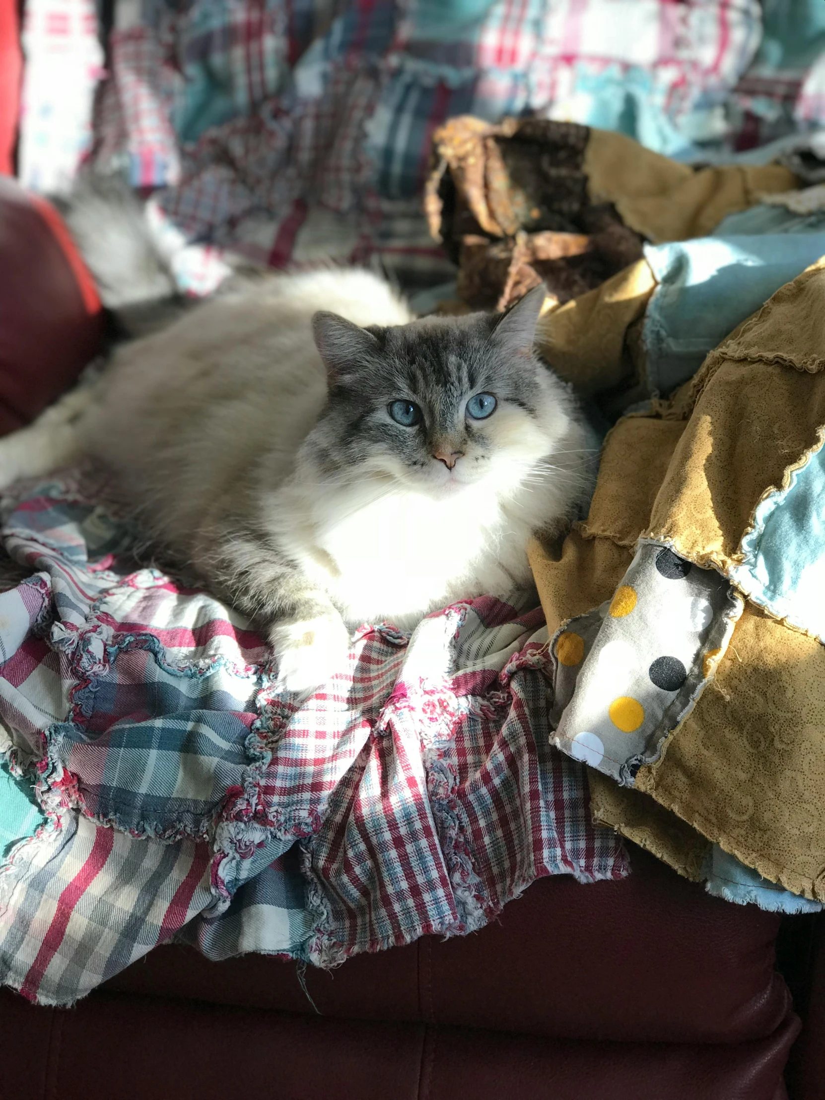 a cat with blue eyes laying on some clothes