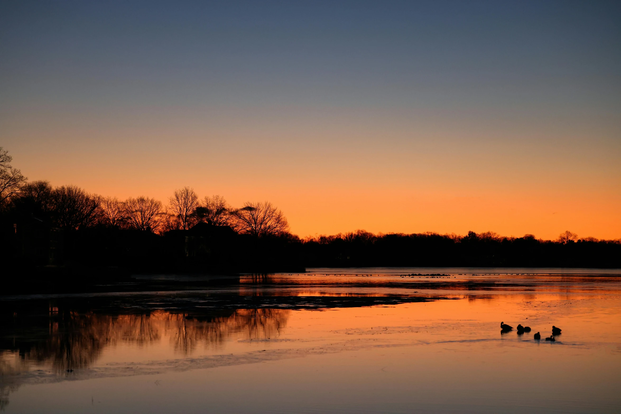 several ducks walking on the water at sunset