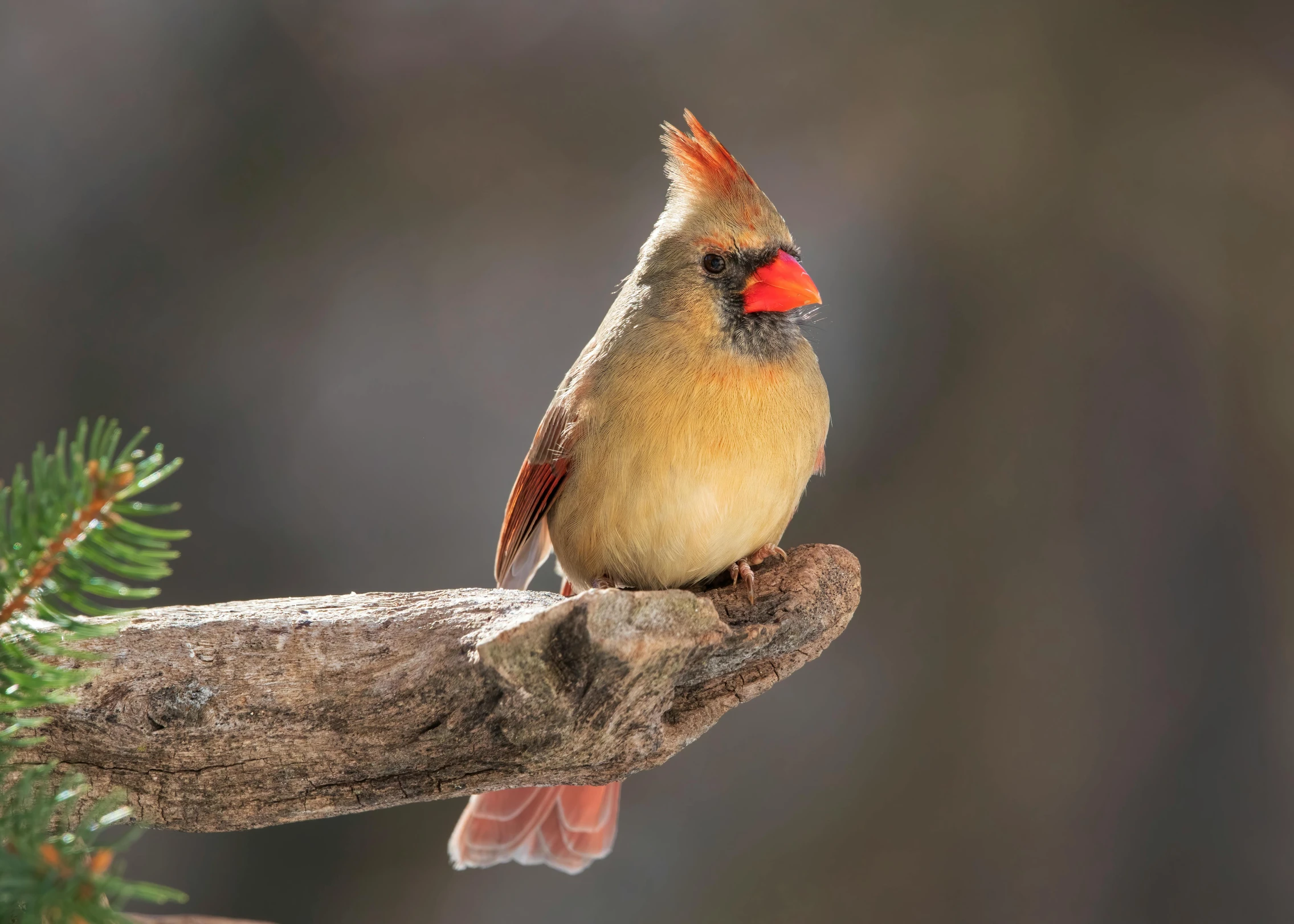 a brown and red bird sitting on top of a nch