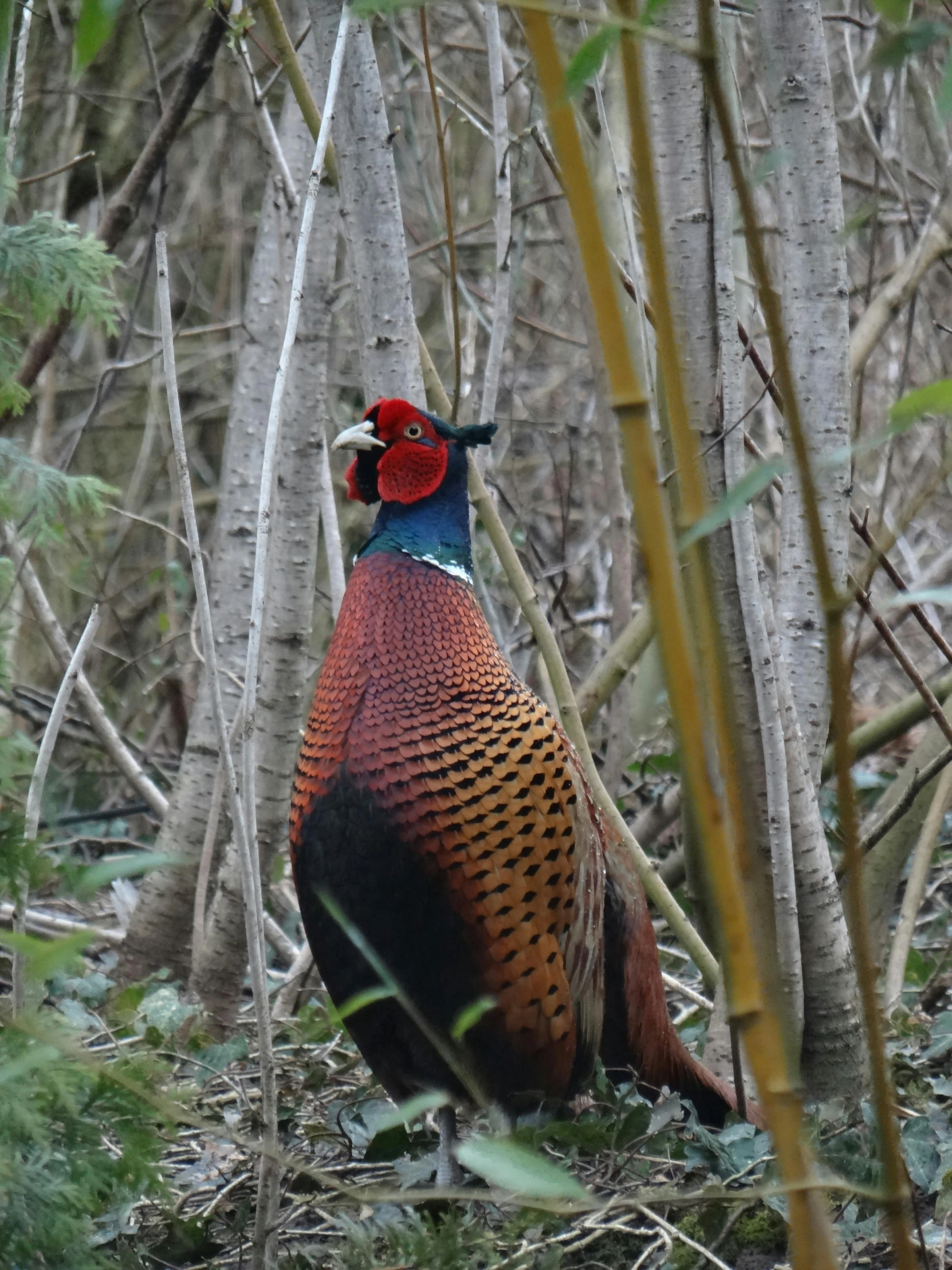 the colorful bird is standing in the middle of the woods