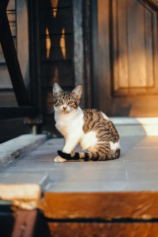 a small cat sits alone on a porch