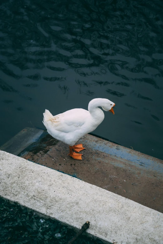 the duck is waiting for people to return to its nest