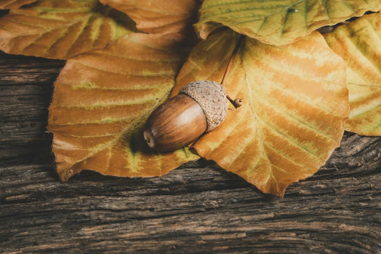 a wooden surface with large leaves and an acorn