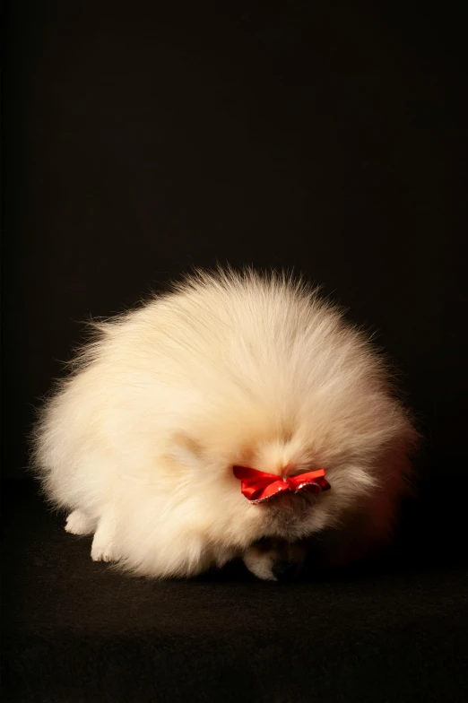 a small animal with long, white hair and a red nose