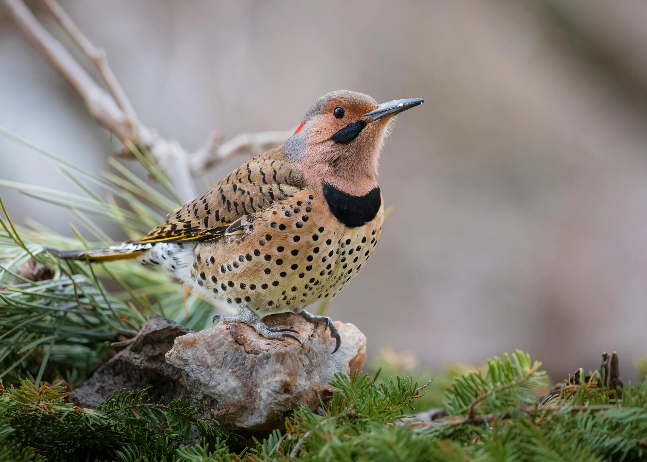 a bird sits on a rock near some pine needles