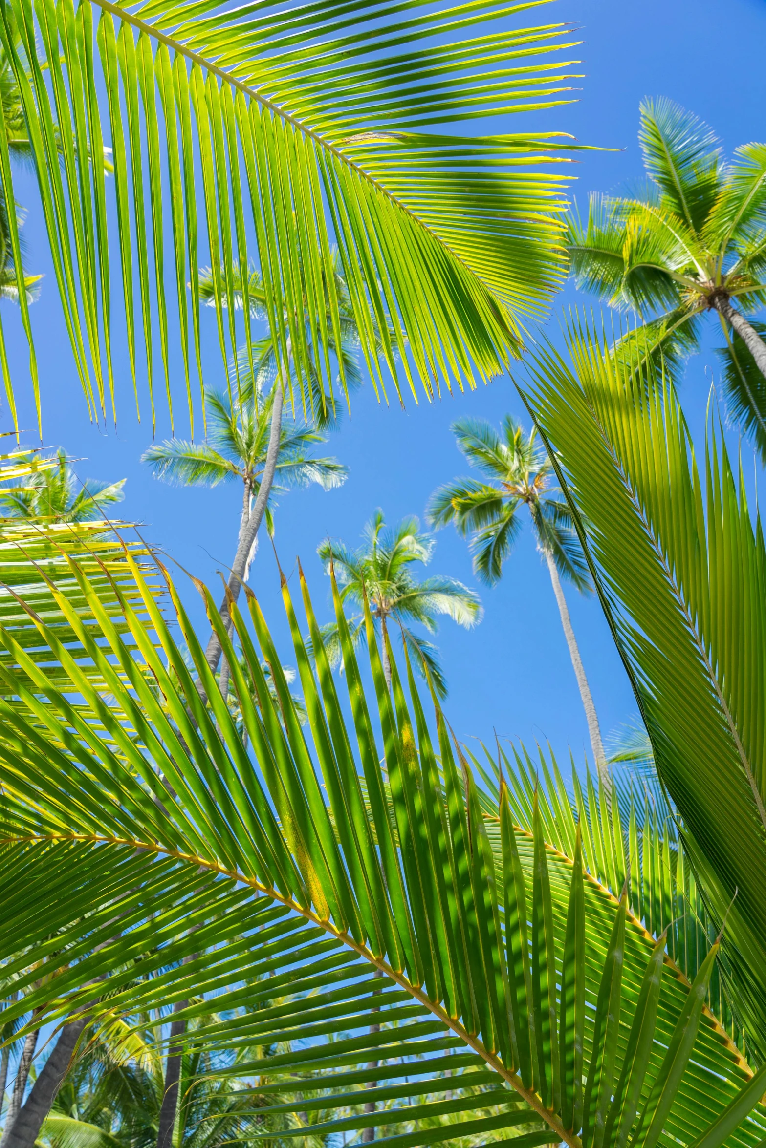 the top nches of a palm tree in front of blue sky