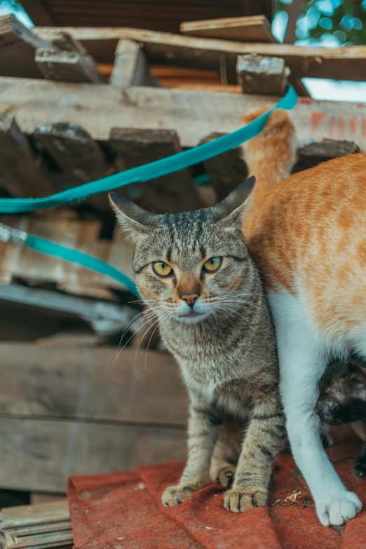 the cat is standing on top of the piece of wood