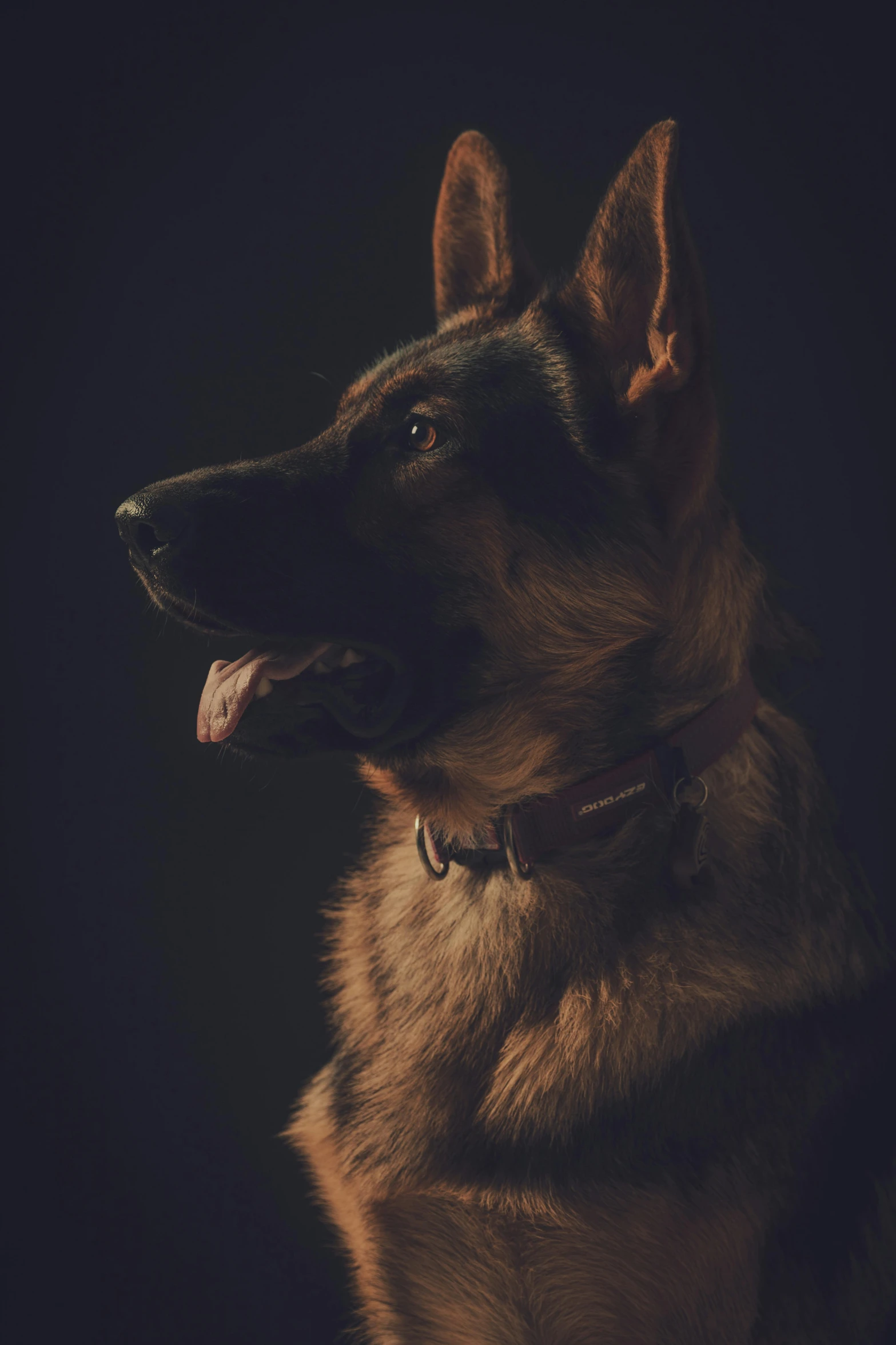 a german shepard is pographed on a black background