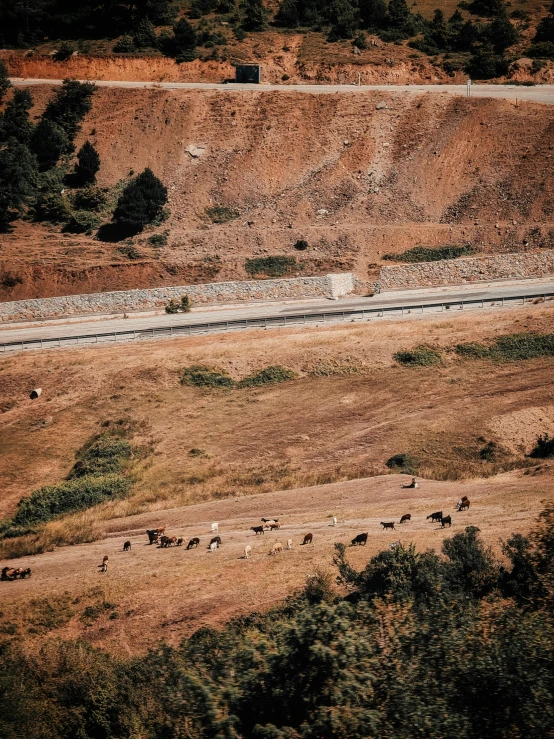 the animals are wandering in the area near the road