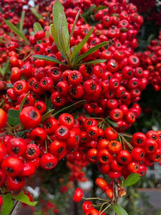 bunches of red berries hanging from a tree