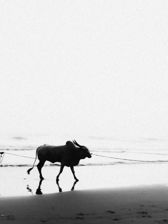 black and white pograph of a man walking a cow on beach