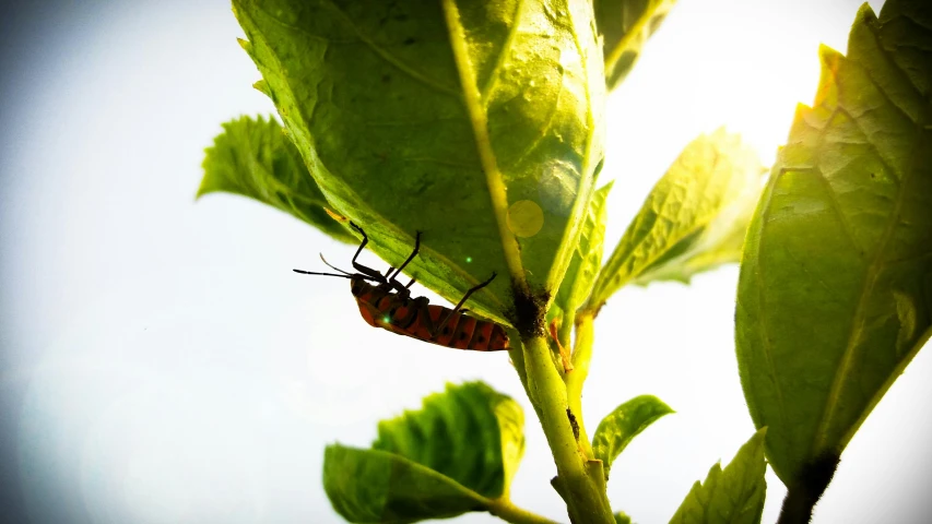 a brown and orange bug crawling on a green plant