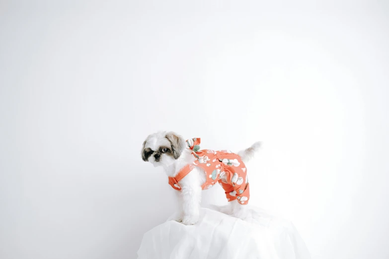 an adorable white dog sitting on top of a table