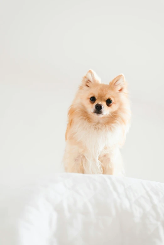 the small puppy stands on top of a white blanket