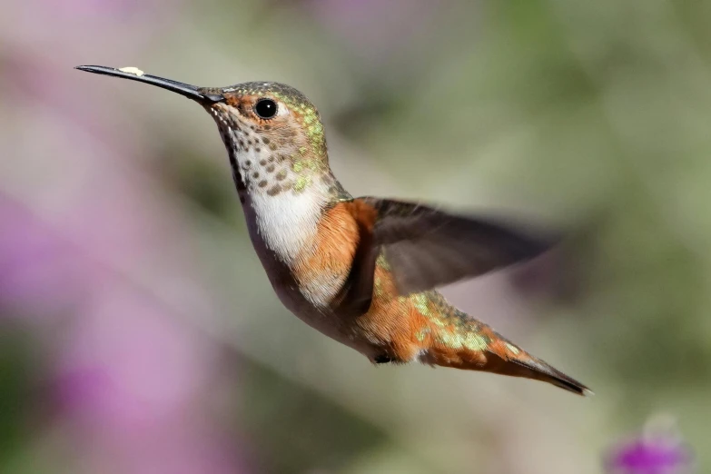 the hummingbird has its wing extended to look up