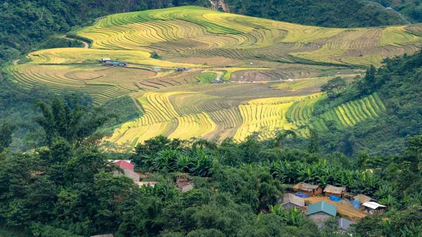 several people are working in terraces that are painted yellow