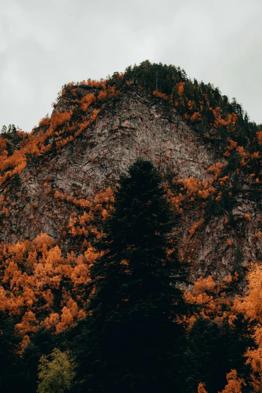 trees that are standing in front of a hill