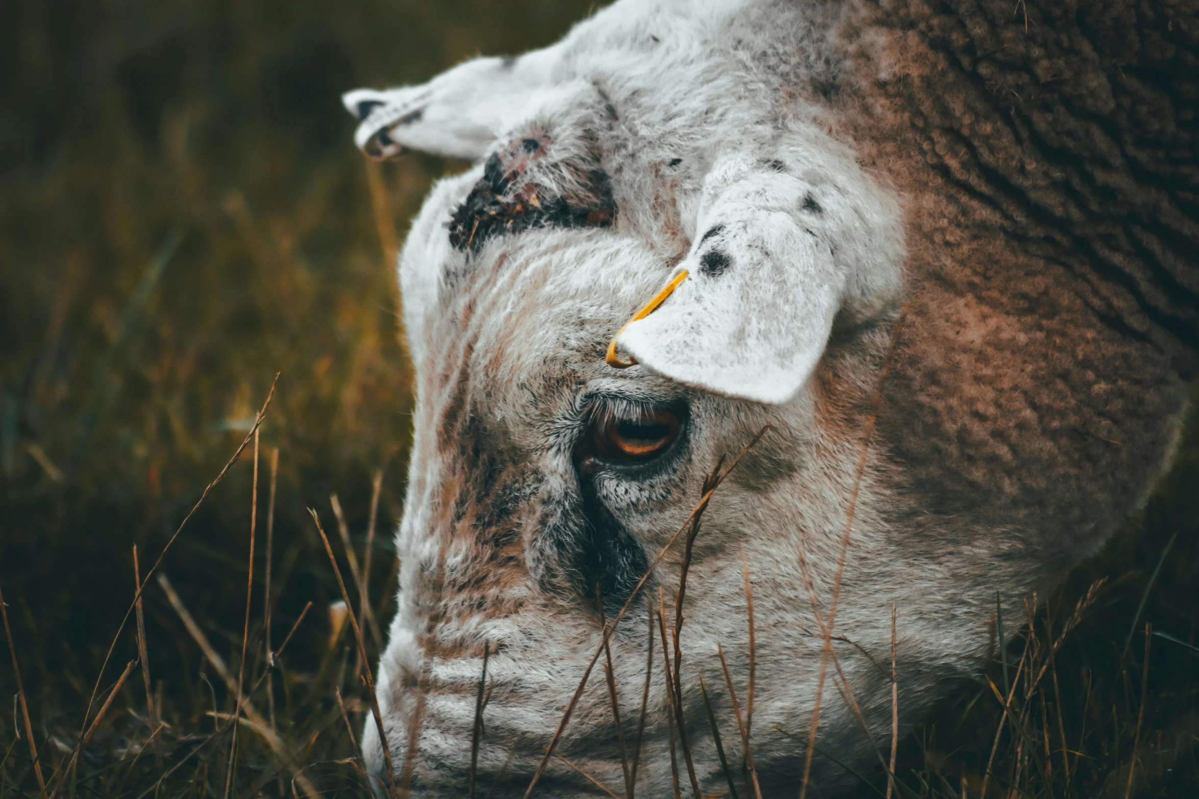 the cow is grazing in the tall grass