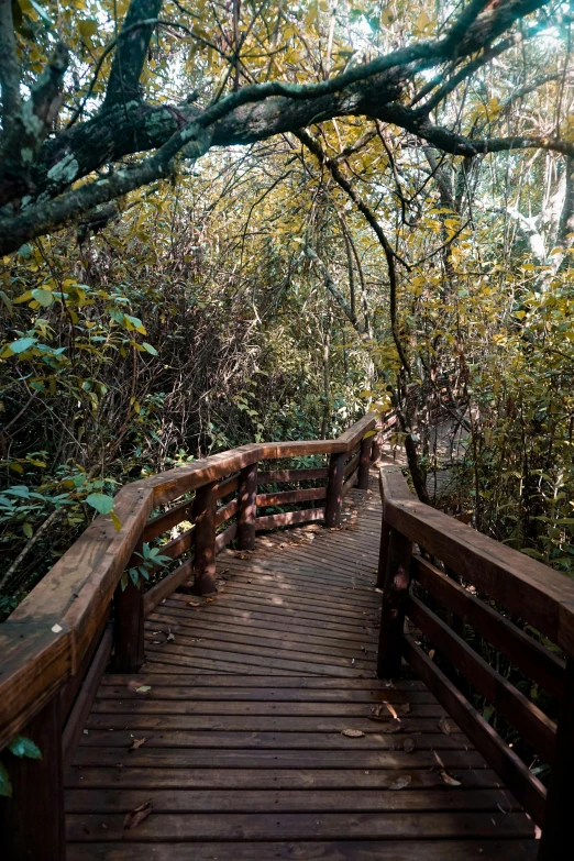 a wooden bridge with a tree in the background