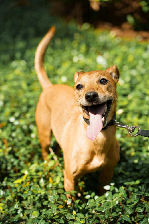 a dog on a leash in the grass