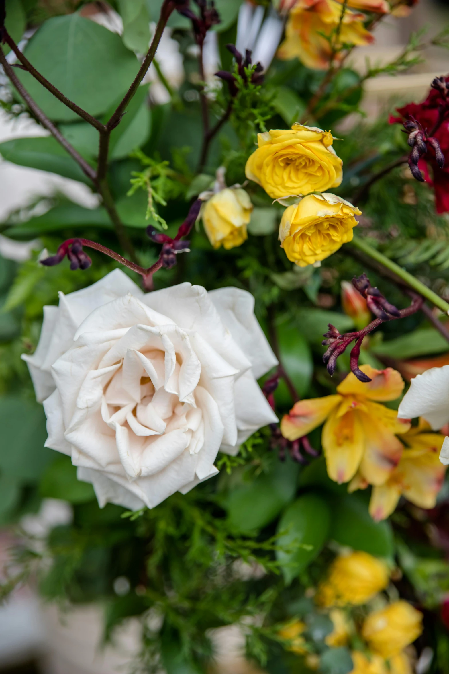 white and yellow flowers on a tree