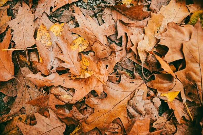 a group of leaves and leaves laying on the ground