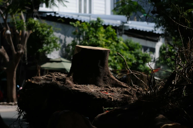 a tree stump that has been cut in half