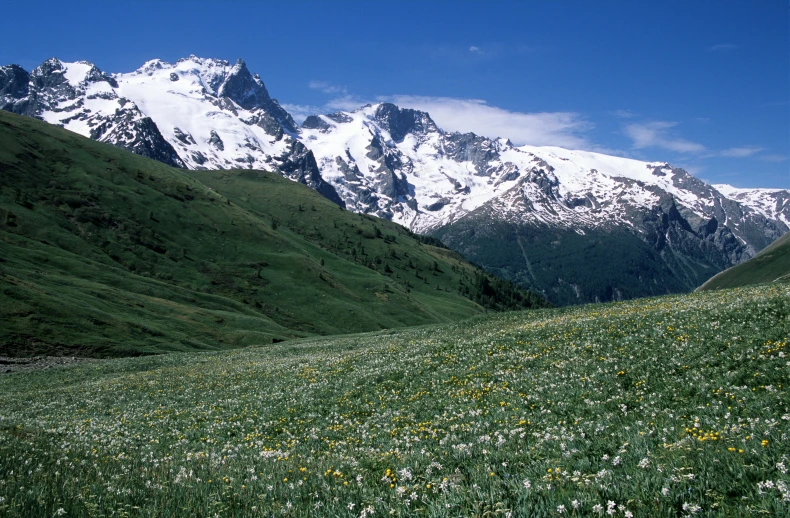 there is a green hillside with a large snow capped mountain in the background