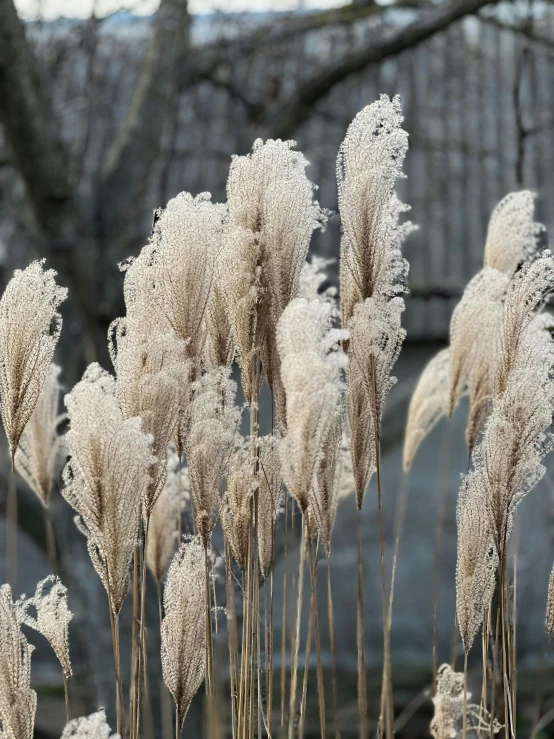 the flowers are tall, long and blooming