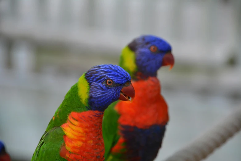 two rainbow - colored birds perched on top of each other