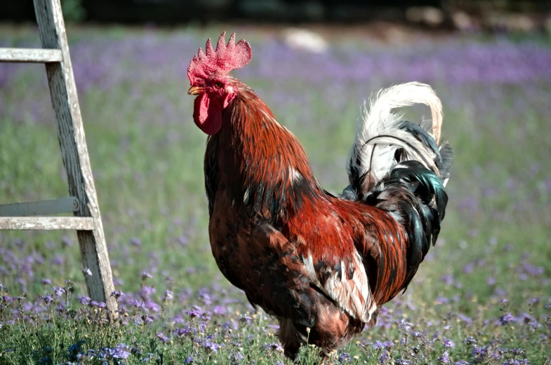 an adult rooster standing in a lavender field