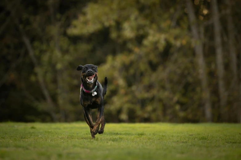 the large black dog runs with it's mouth open