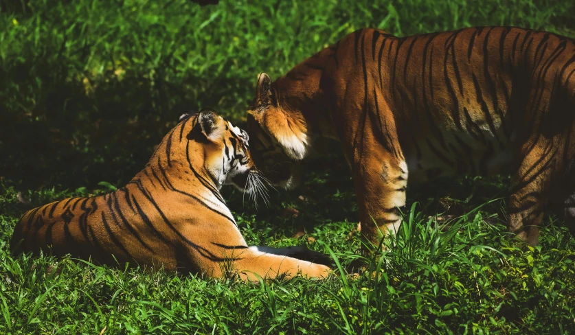 two tiger standing next to each other in the grass