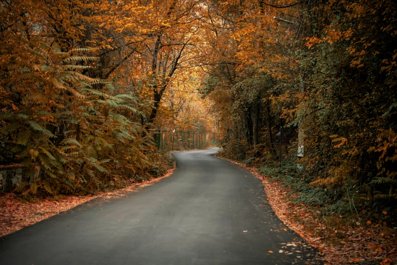 a road that has fallen leaves and is surrounded by trees
