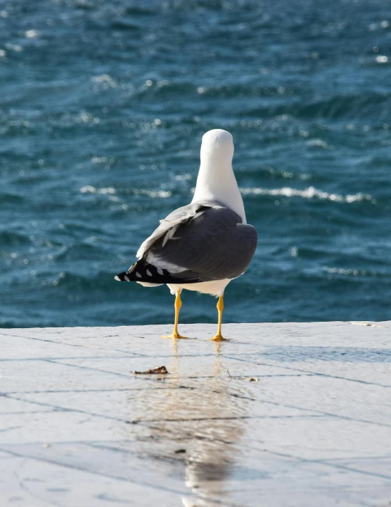 a seagull with yellow legs stands near the water