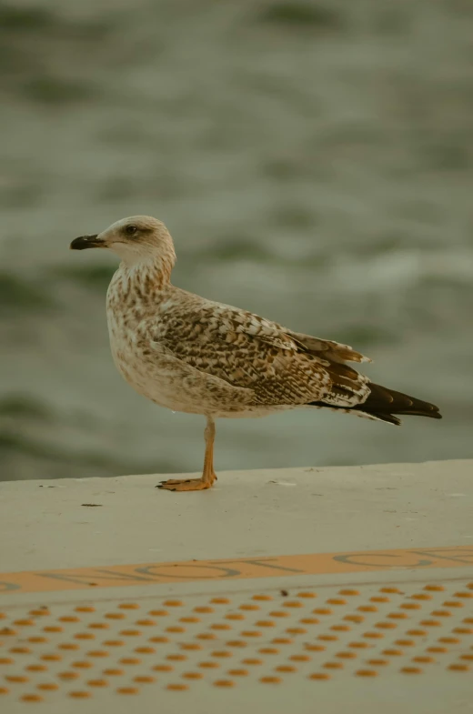 a seagull that is standing up on a table