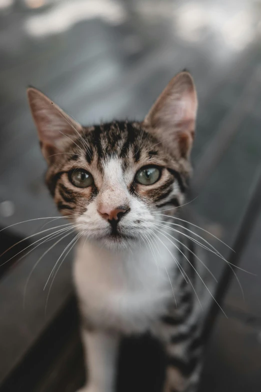 a cat staring into the camera with green eyes