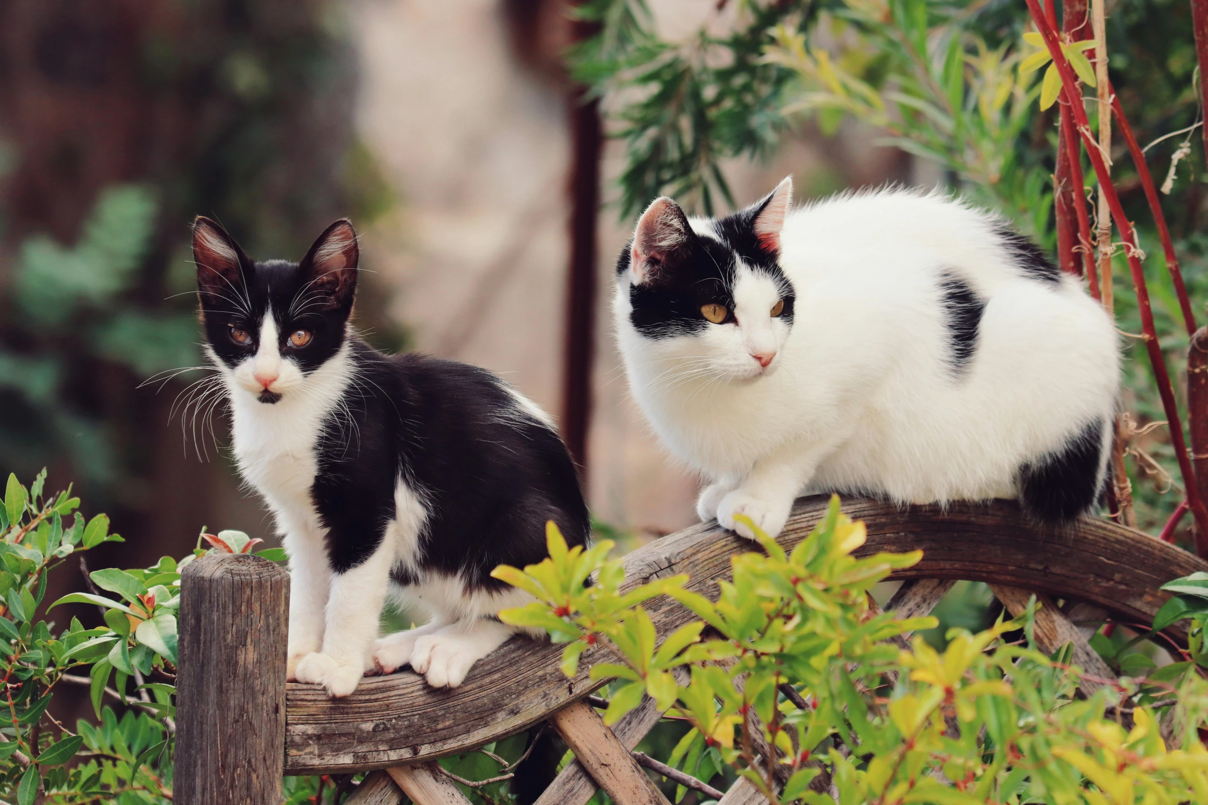 two cats standing on wooden railings surrounded by leaves