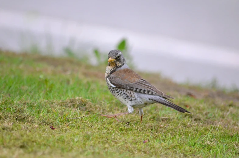 the bird with it's beak covered in food