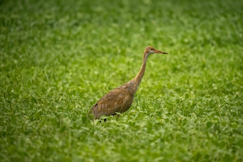 a bird is walking through the grass looking for food