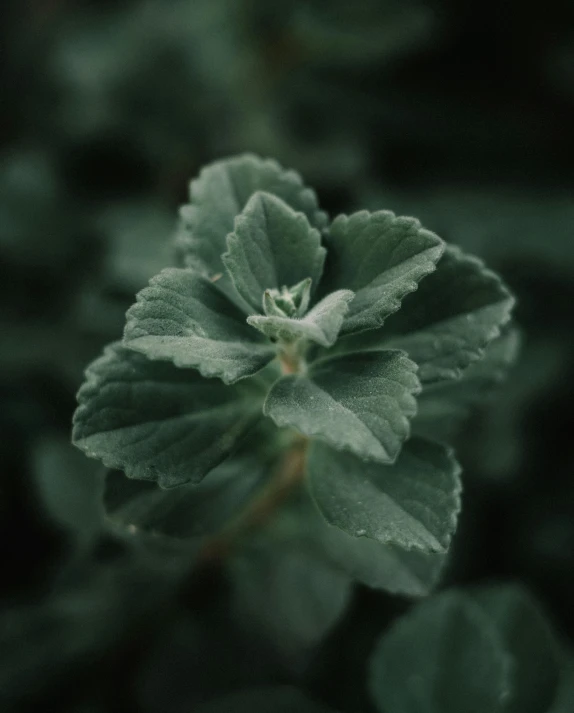 a plant with leaves in the middle of the ground