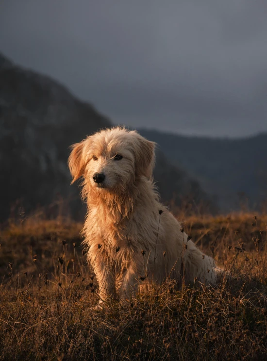 a dog standing in the middle of a field