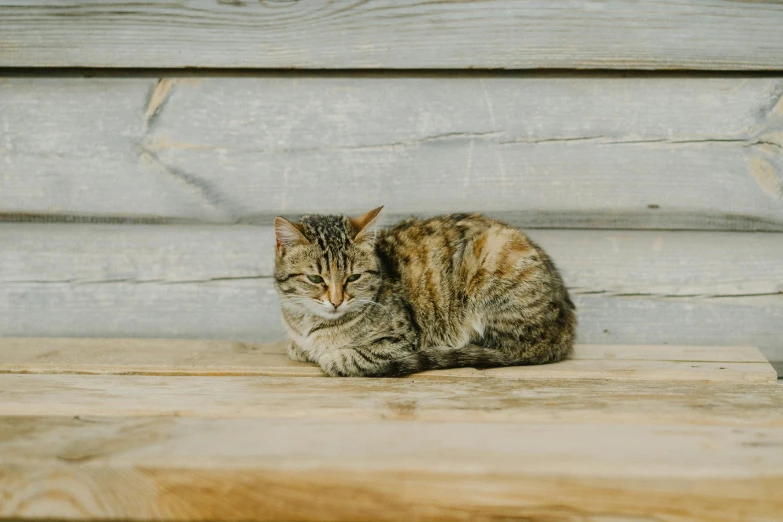 a close up of a cat laying down on the ground