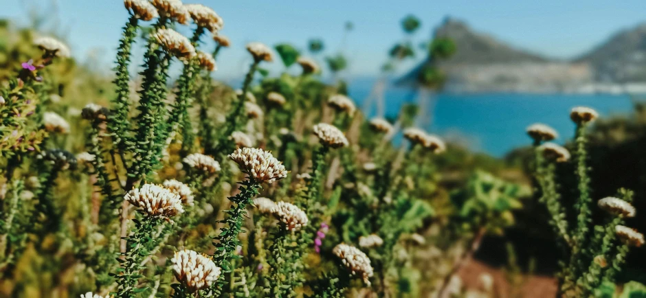 wildflowers and water at the foot of the mountain