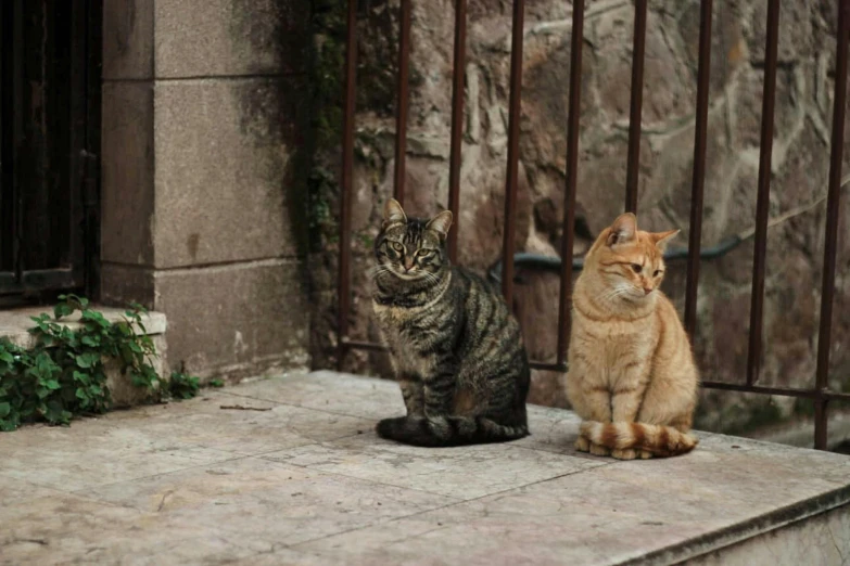 two cats are sitting on concrete outside near bars