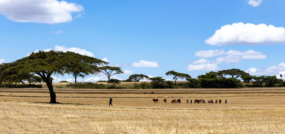 some people stand next to some trees in a field