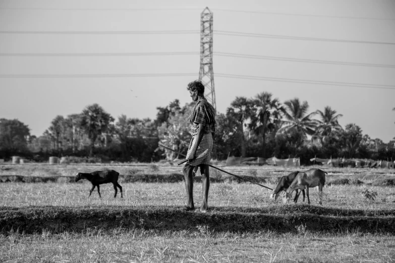 a man is on a leash pulling a herd of cattle