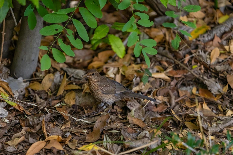 a small bird is sitting among leaves on the ground