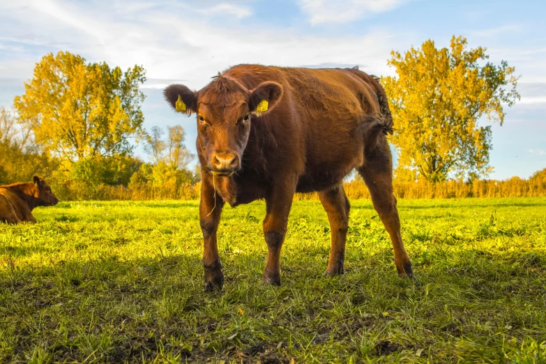 two brown cows grazing on grass in a field