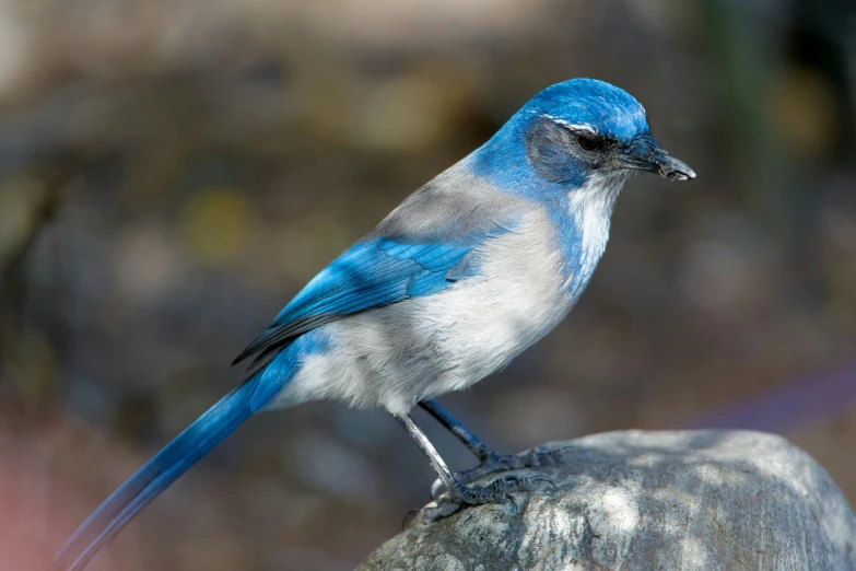 a blue bird sits on top of a rock